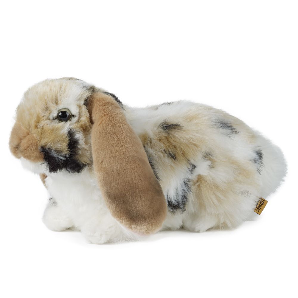Brown Dutch Lop Ear
