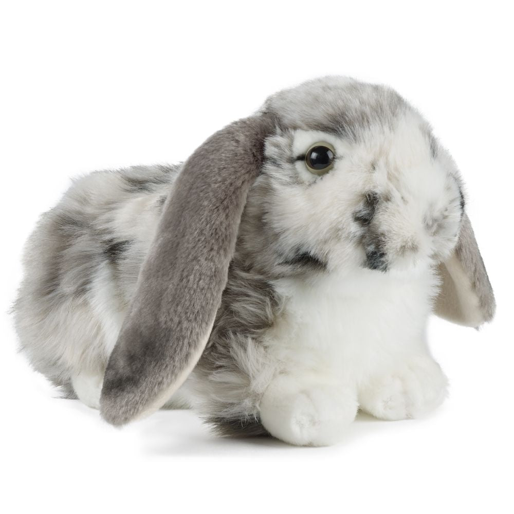 Grey Dutch Lop Ear