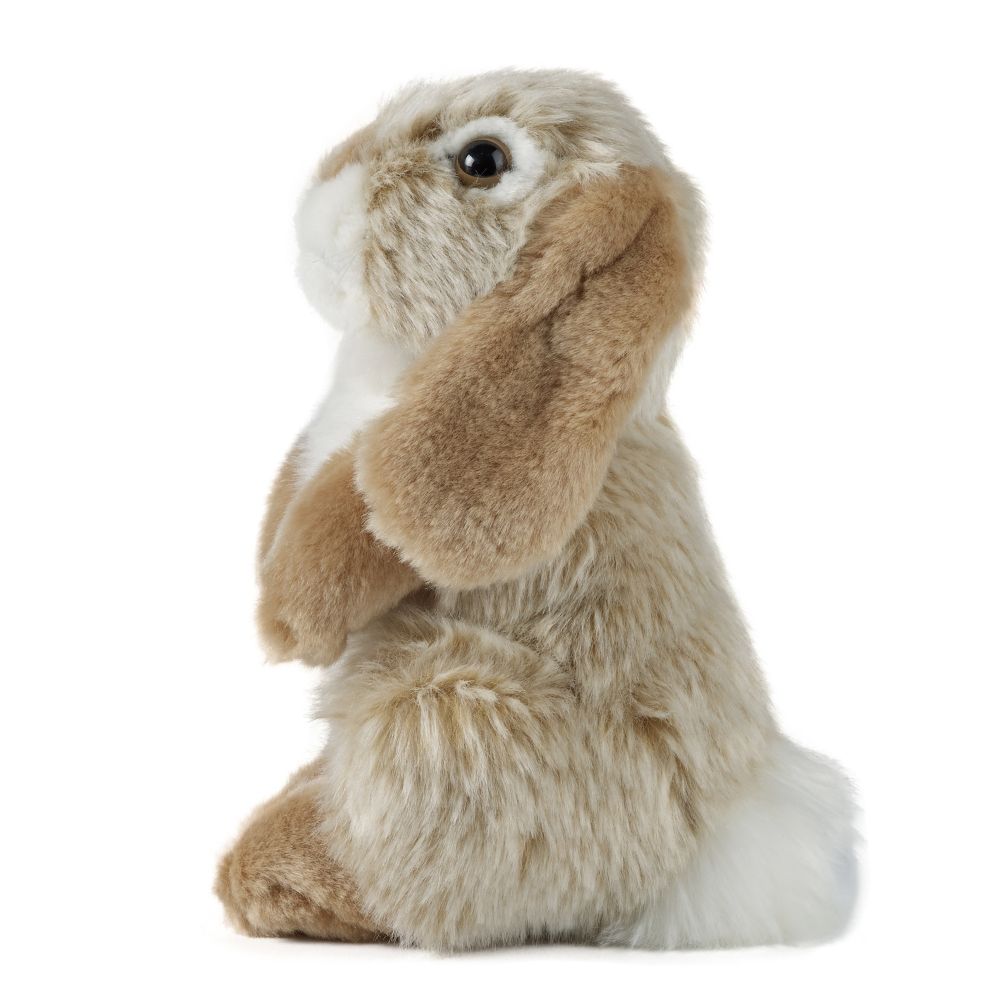 Brown Lop Eared Rabbit