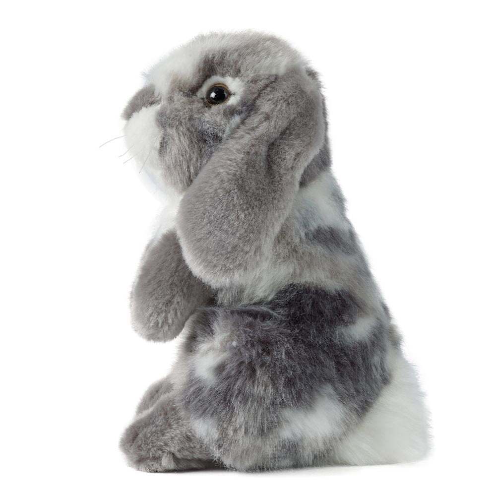 Grey Lop Eared Rabbit