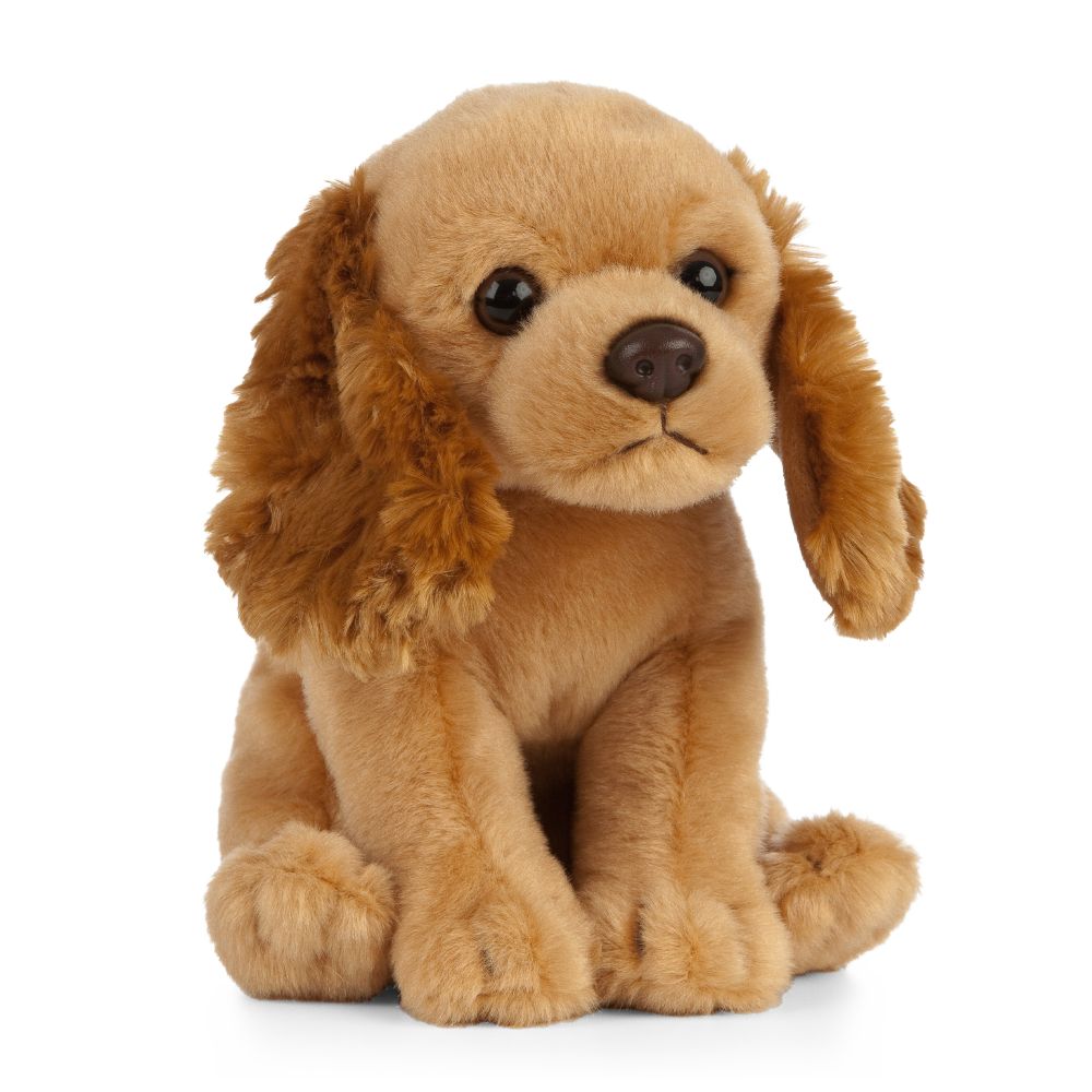 Cocker Spaniel Puppy