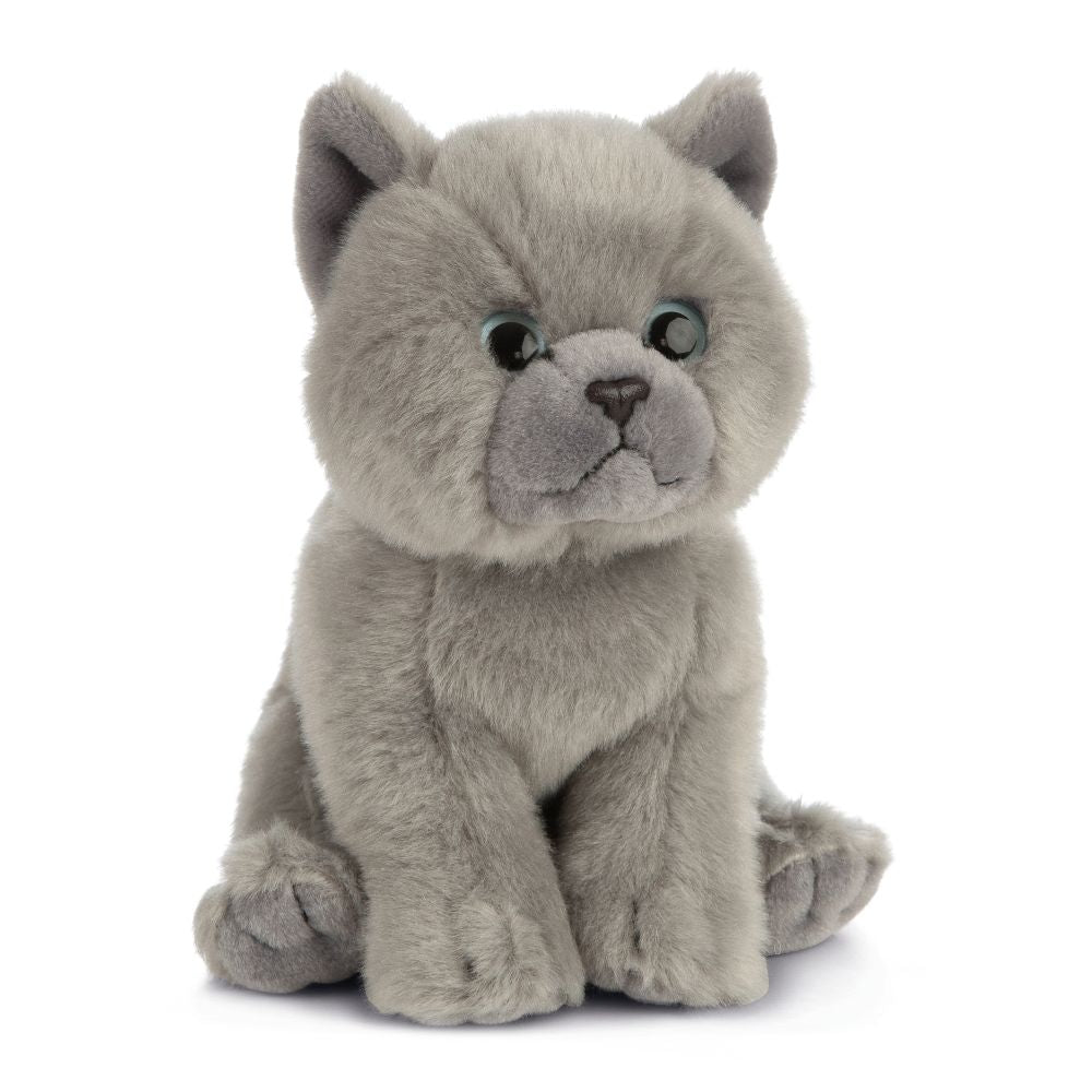 Grey Kitten