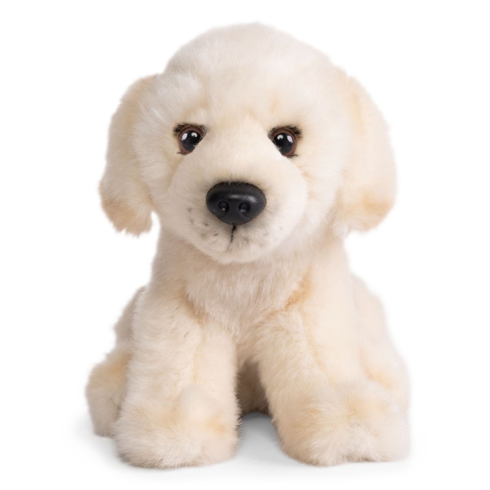 Golden Lab Puppy