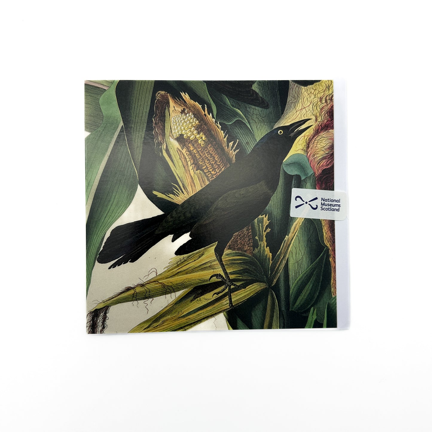 Birds of America Greeting Card