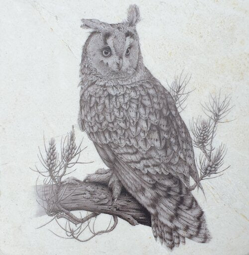 Long Eared Owl Stone Coaster