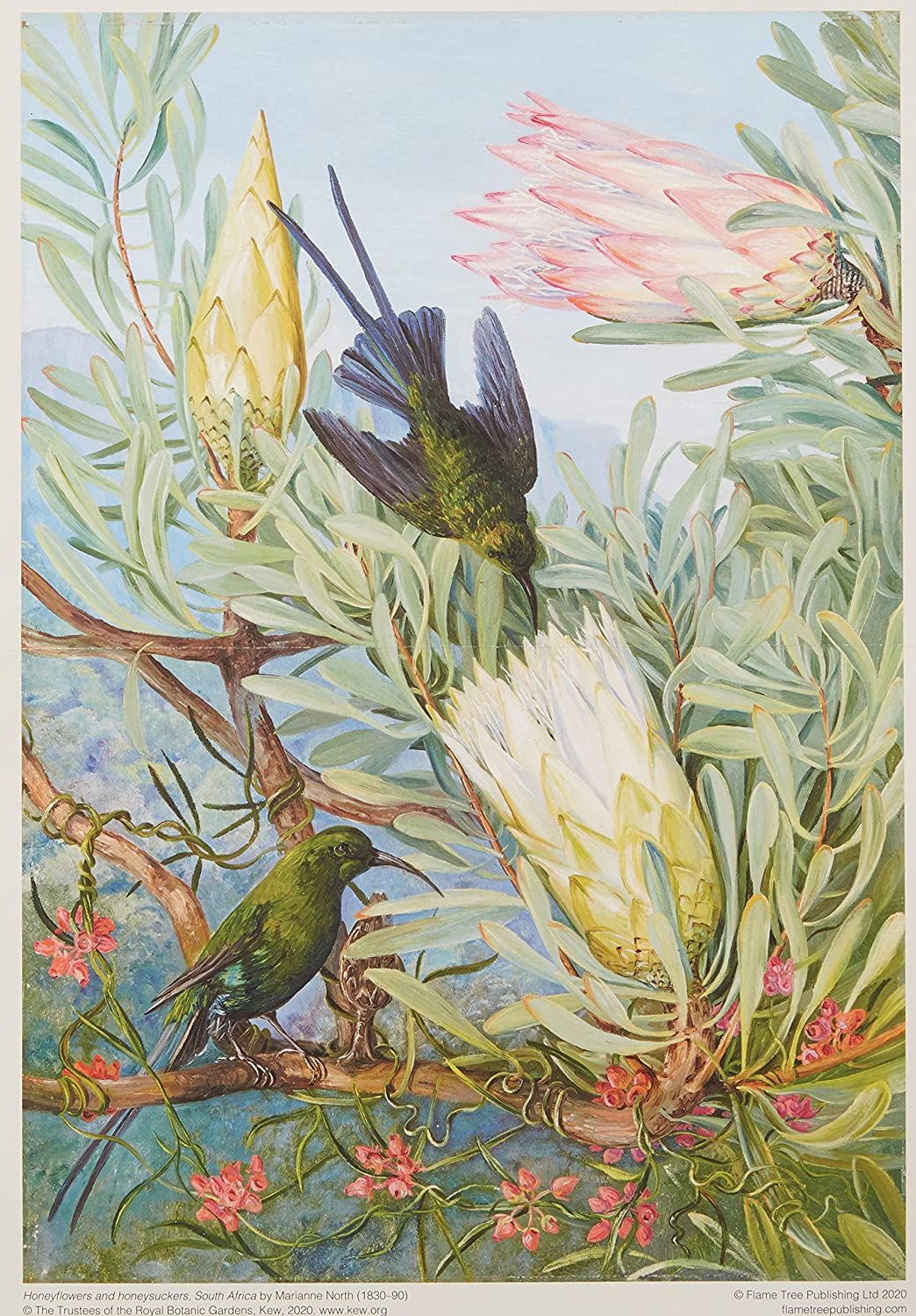 Kew Marianne North Honeyflowers Jigsaw