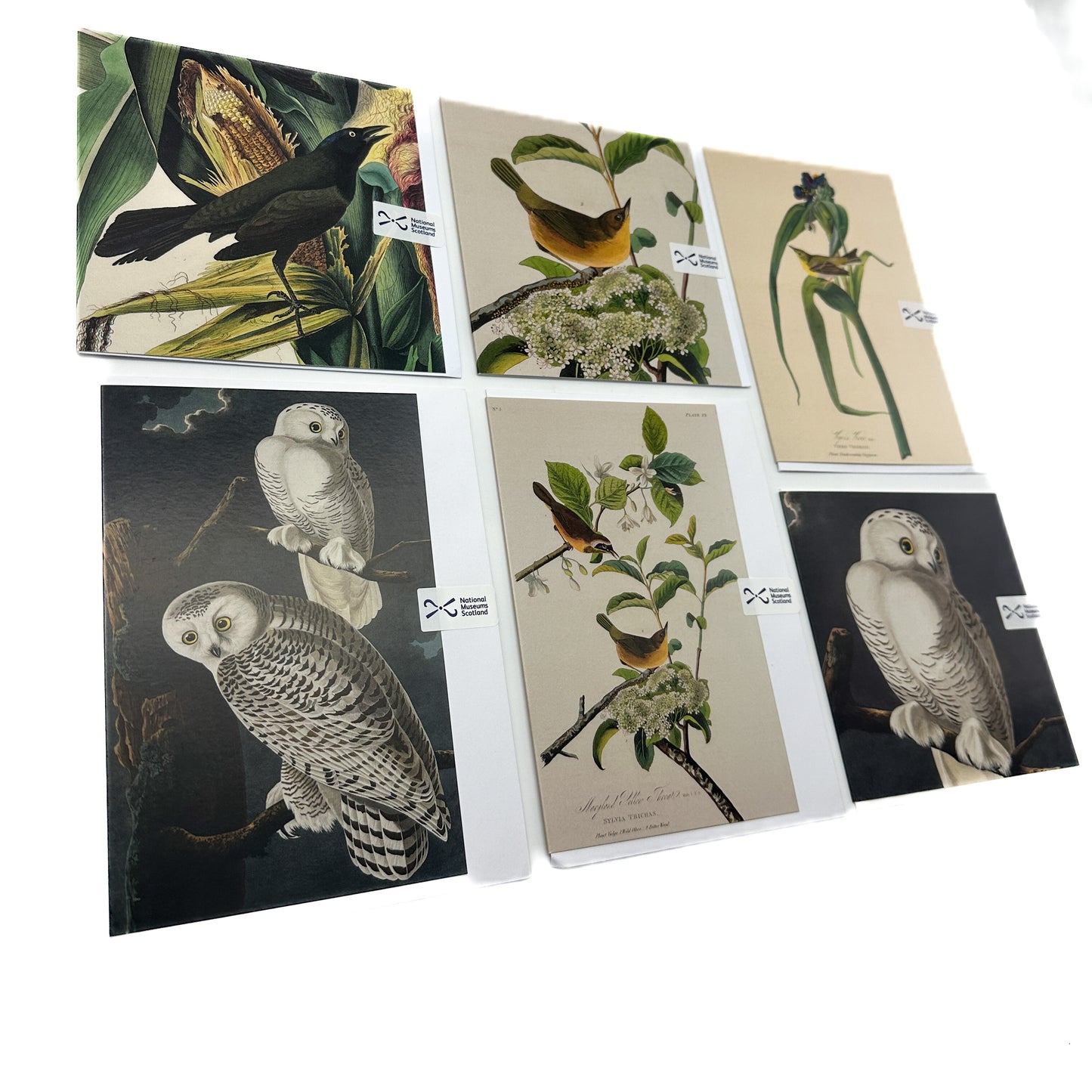 Birds of America Greeting Card