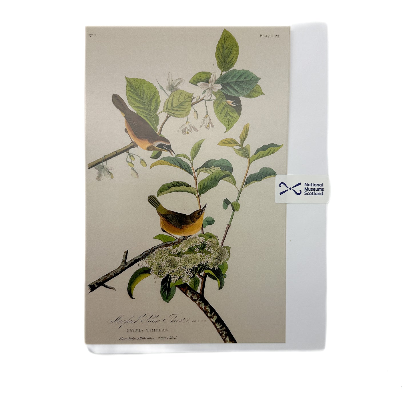 Birds of America Greeting Card