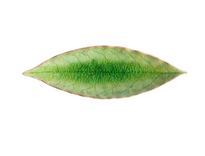 Riviere Tomate Laurel Leaf