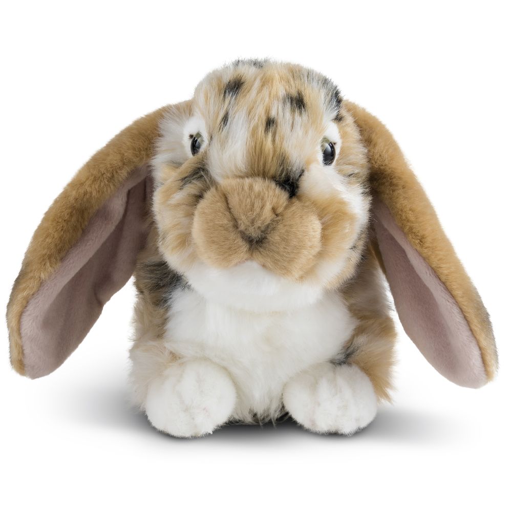 Brown Dutch Lop Ear