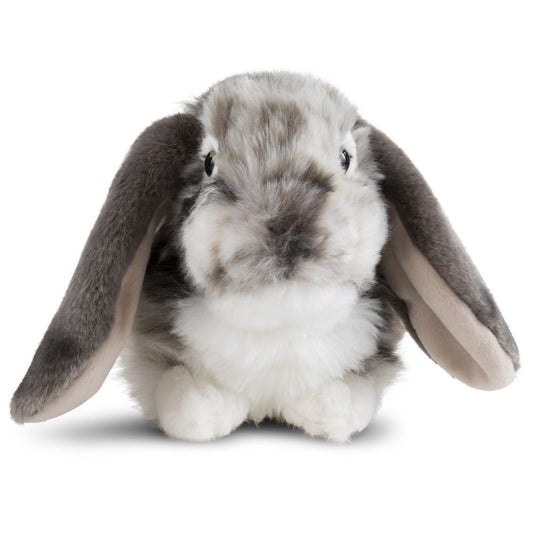 Grey Dutch Lop Ear