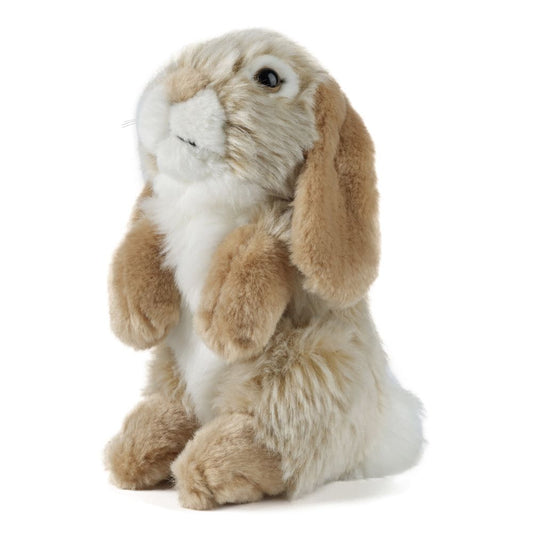 Brown Lop Eared Rabbit