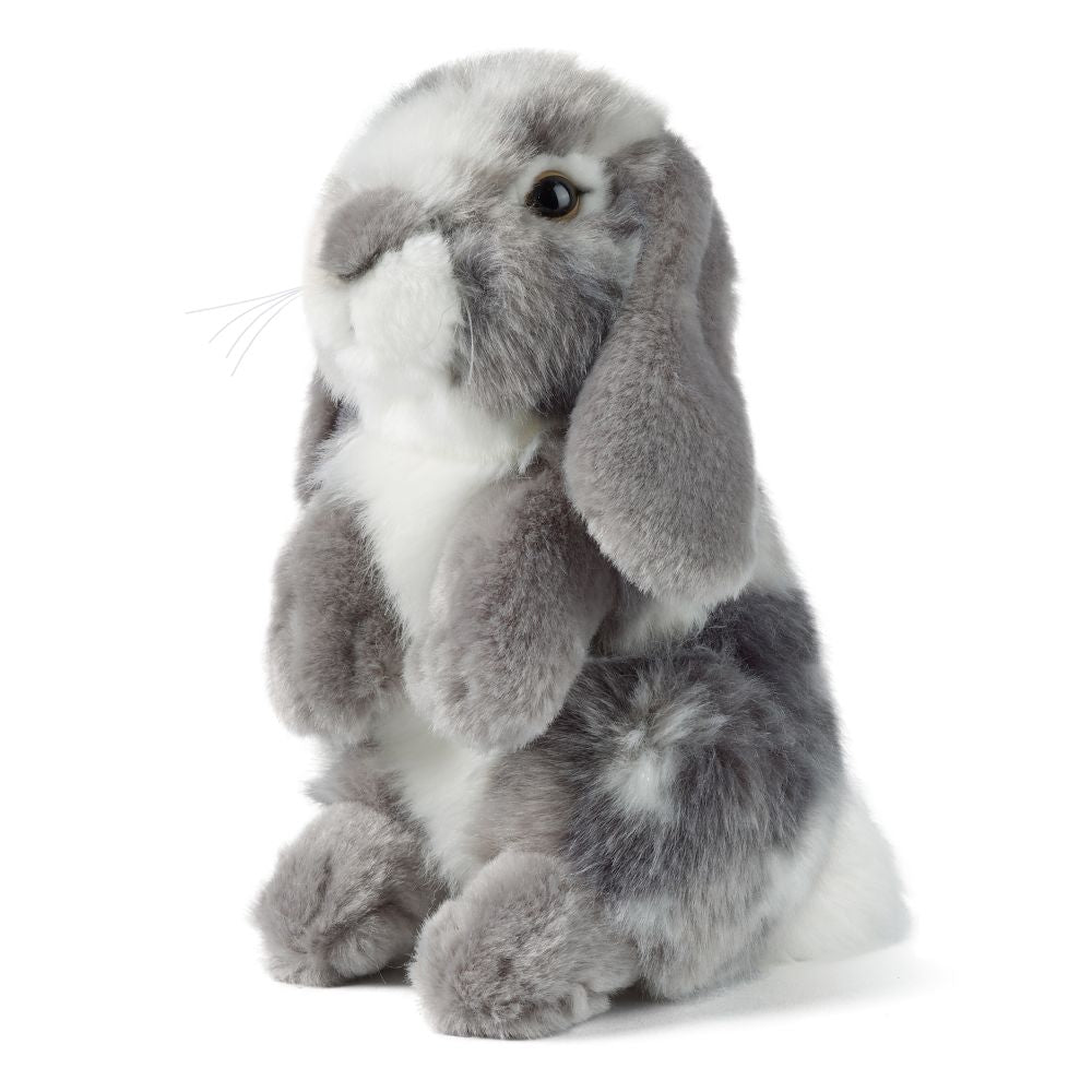 Grey Lop Eared Rabbit
