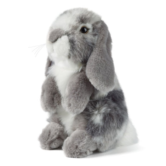 Grey Lop Eared Rabbit