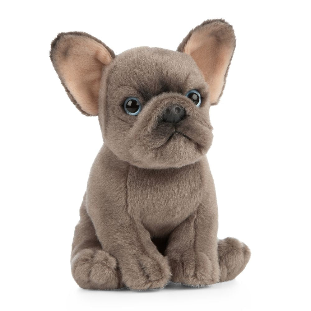 French Bulldog Puppy