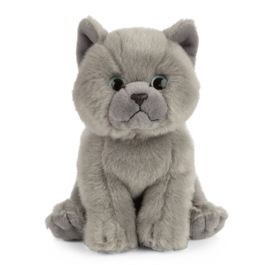 Grey Kitten