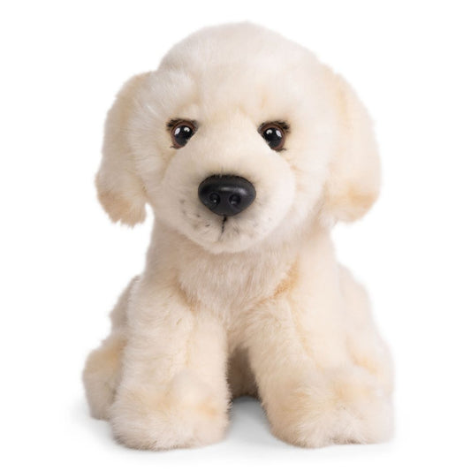 Golden Lab Puppy